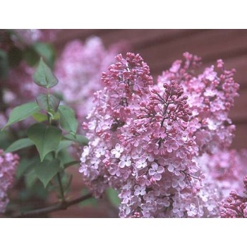 Hiacinšu ceriņš 'Maidens Blush' /Syringa x hyacinthiflora/- P9 kont.