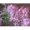 Hiacinšu ceriņš 'Maidens Blush' /Syringa x hyacinthiflora/- P9 kont.