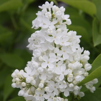 Ceriņš 'Mme Florent Stepman' /Syringa vulgaris/ - P9 kont.