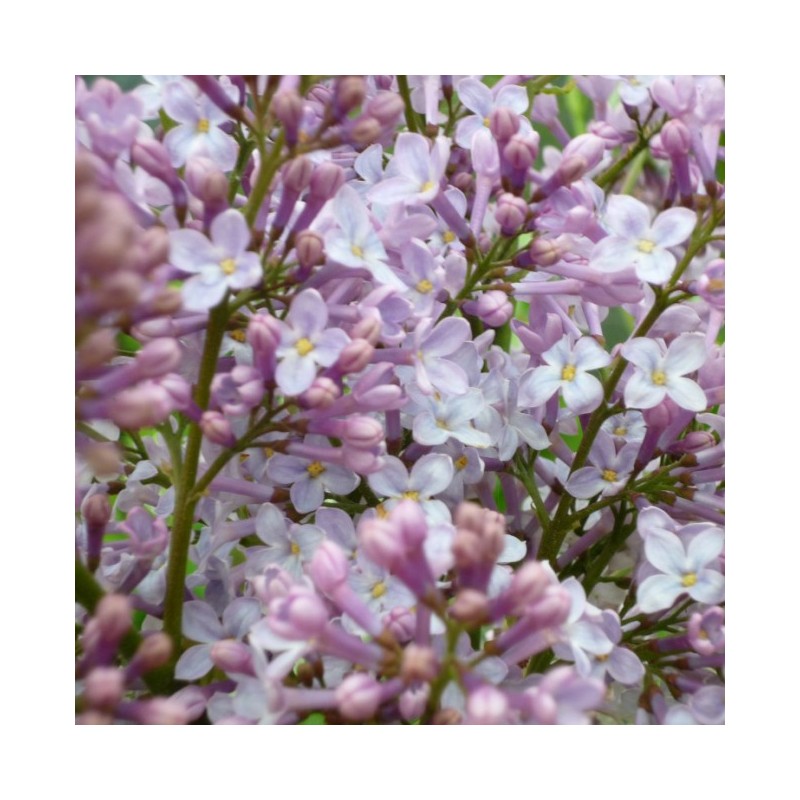 Ceriņš 'Marechal Foch' /Syringa vulgaris/ - P9 kont.