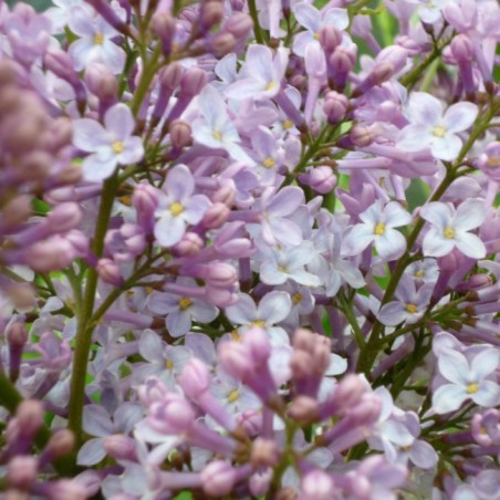 Ceriņš 'Marechal Foch' /Syringa vulgaris/ - P9 kont.