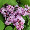 Ceriņš 'Marechal Foch' /Syringa vulgaris/ - P9 kont.