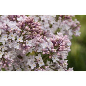 Ceriņš 'Marechal Foch' /Syringa vulgaris/ - P9 kont.