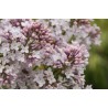 Ceriņš 'Marechal Foch' /Syringa vulgaris/ - P9 kont.