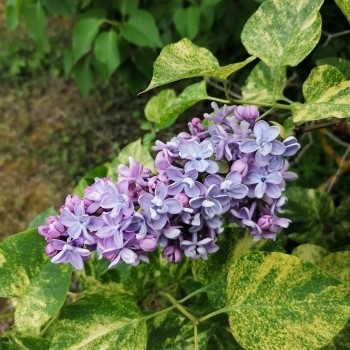 Ceriņš 'Aucubaefolia' /Syringa vulgaris/- P9 kont.