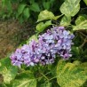 Ceriņš 'Aucubaefolia' /Syringa vulgaris/- P9 kont.