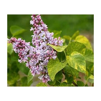 Ceriņš 'Aucubaefolia' /Syringa vulgaris/- P9 kont.