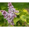 Ceriņš 'Aucubaefolia' /Syringa vulgaris/- P9 kont.