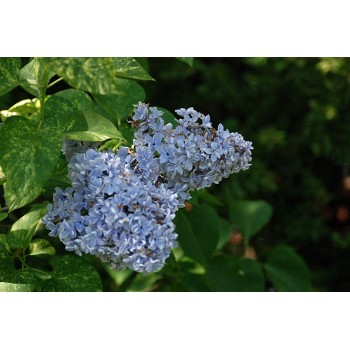 Ceriņš 'Aucubaefolia' /Syringa vulgaris/- P9 kont.