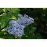 Ceriņš 'Aucubaefolia' /Syringa vulgaris/- P9 kont.
