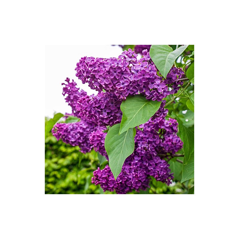 Ceriņš 'Charles Joly' /Syringa vulgaris/- P9 kont.