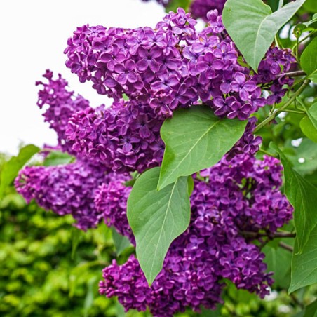 Alyva 'Charles Joly' /Syringa vulgaris/- P9 kont.