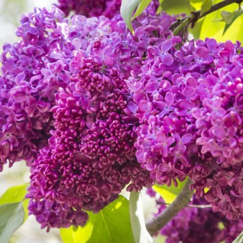 Alyva 'Charles Joly' /Syringa vulgaris/- P9 kont.