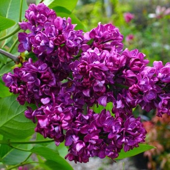 Alyva 'Charles Joly' /Syringa vulgaris/- P9 kont.