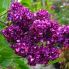 Alyva 'Charles Joly' /Syringa vulgaris/- P9 kont.