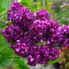 Ceriņš 'Charles Joly' /Syringa vulgaris/- P9 kont.