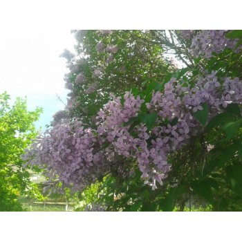 Hiacinšu ceriņš 'California rose' /Syringa x hyacinthiflora/- P9 kont.