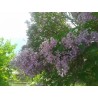 Hiacinšu ceriņš 'California rose' /Syringa x hyacinthiflora/- P9 kont.