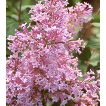 Hiacinšu ceriņš 'California rose' /Syringa x hyacinthiflora/- P9 kont.