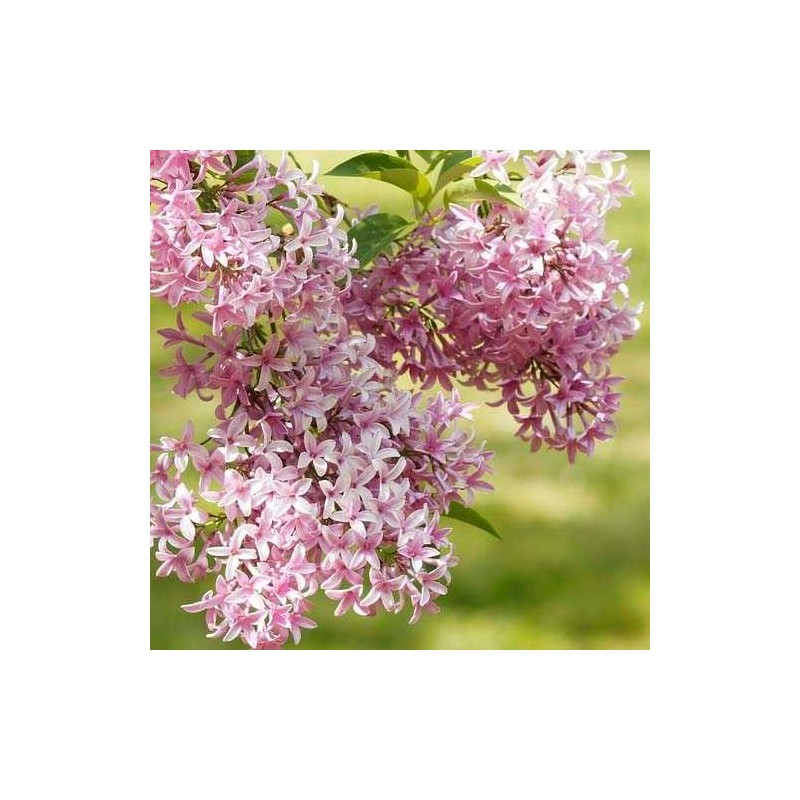 Hiacinšu ceriņš 'California rose' /Syringa x hyacinthiflora/- P9 kont.