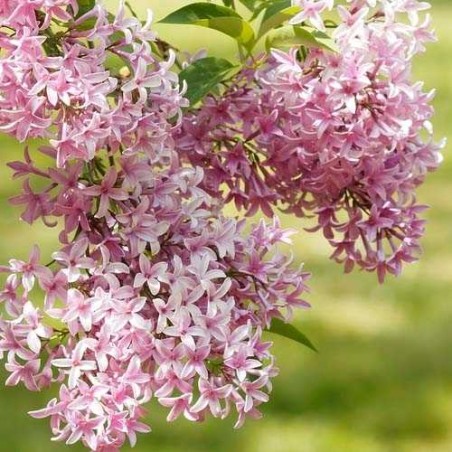 Hiacinšu ceriņš 'California rose' /Syringa x hyacinthiflora/- P9 kont.