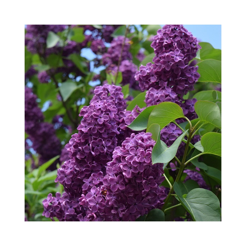 Ceriņš 'Andenken & Ludwig Spath' /Syringa vulgaris/ - P9 kont.