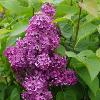 Ceriņš 'Andenken & Ludwig Spath' /Syringa vulgaris/ - P9 kont.