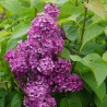 Ceriņš 'Andenken & Ludwig Spath' /Syringa vulgaris/ - P9 kont.