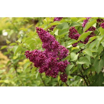 Ceriņš 'Andenken & Ludwig Spath' /Syringa vulgaris/ - P9 kont.