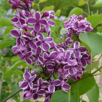 Ceriņš 'Sensation' /Syringa vulgaris/- P9 kont.