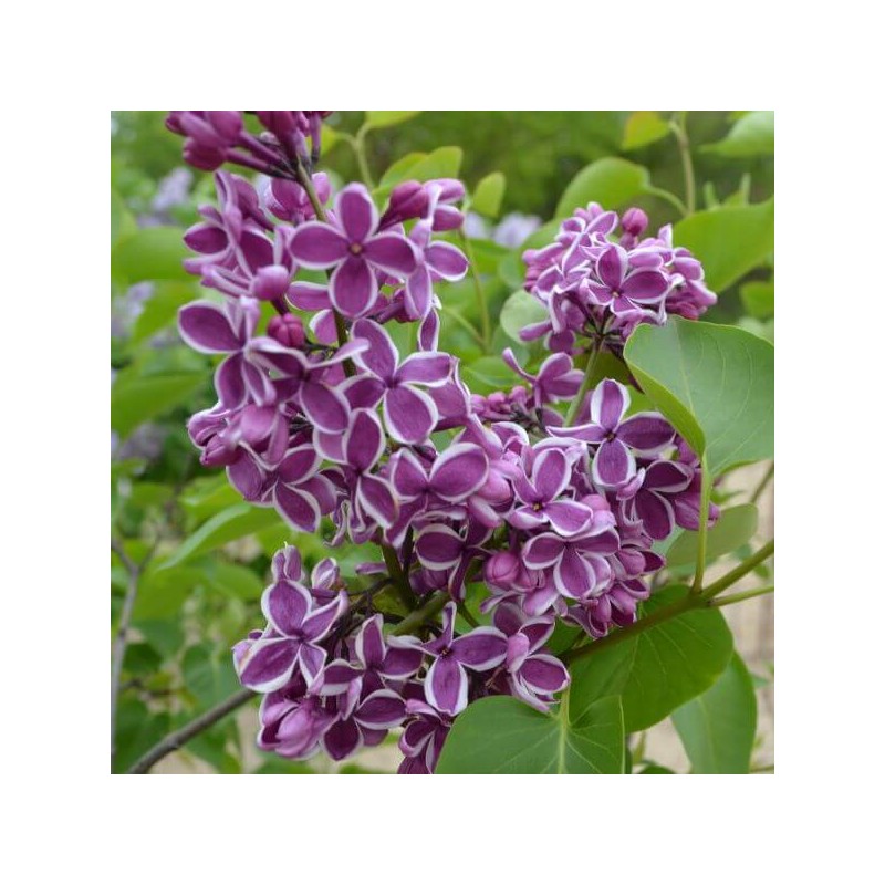 Ceriņš 'Sensation' /Syringa vulgaris/- P9 kont.