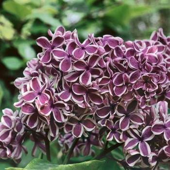 Ceriņš 'Sensation' /Syringa vulgaris/- P9 kont.