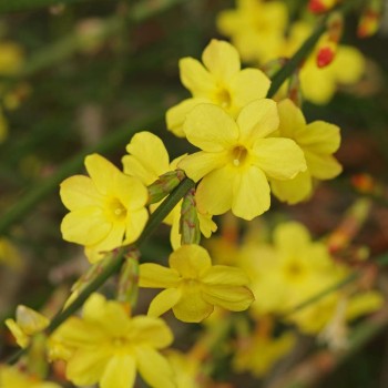 Ziemas jasmīns /Jasminum...