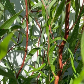 Zeltzaru vītols ,,Caradoc,, /Salix x sepulcralis/- P12 kont.