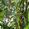 Zeltzaru vītols ,,Caradoc,, /Salix x sepulcralis/- P12 kont.