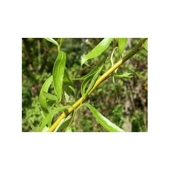 Zeltzaru vītols ,,Caradoc,, /Salix x sepulcralis/- P12 kont.