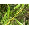 Zeltzaru vītols ,,Caradoc,, /Salix x sepulcralis/- P12 kont.