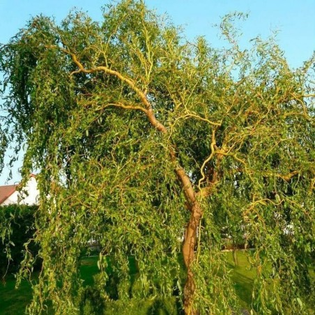 Zeltzaru vītols ,,Caradoc,, /Salix x sepulcralis/- P12 kont.