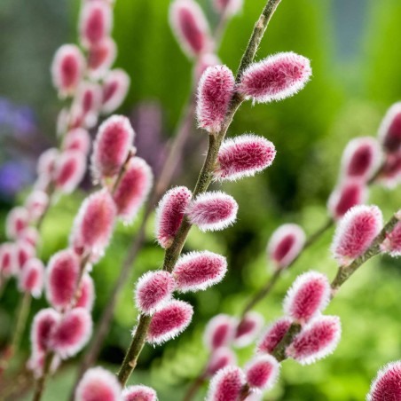 Smalkirbuļu kārkls ,,Mount Aso,, /Salix gracilistyla/- P12 kont.
