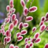 Smalkirbuļu kārkls ,,Mount Aso,, /Salix gracilistyla/- P12 kont.