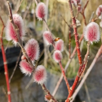 Smalkirbuļu kārkls ,,Mount Aso,, /Salix gracilistyla/- P12 kont.
