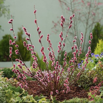 Smalkirbuļu kārkls ,,Mount Aso,, /Salix gracilistyla/- P12 kont.