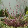Smalkirbuļu kārkls ,,Mount Aso,, /Salix gracilistyla/- P12 kont.