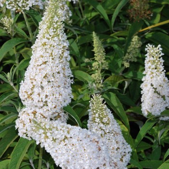 Budleja Dāvida ,,White...