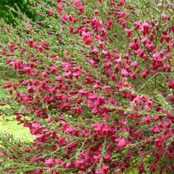 Citīzs ,,Boskoop Ruby,,...