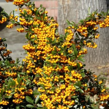 Pirakanta ,,,,Golden...
