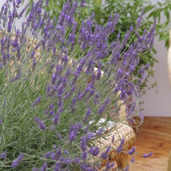 Lavanda ,,Phenomenal,,...