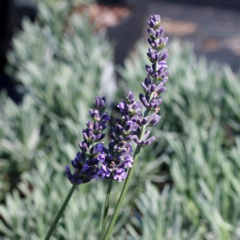 Lavanda ,,Sensation,,...