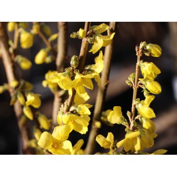 Forsītija ,,Minigold,, /Forsythia x intermedia/ - P9 kont.