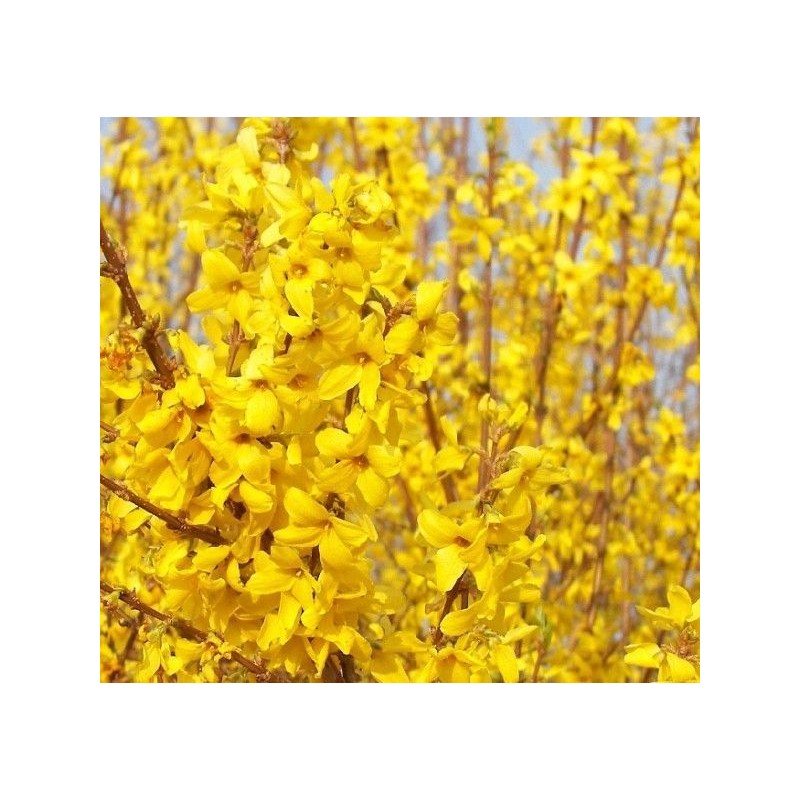 Forsītija ,,Minigold,, /Forsythia x intermedia/ - P9 kont.